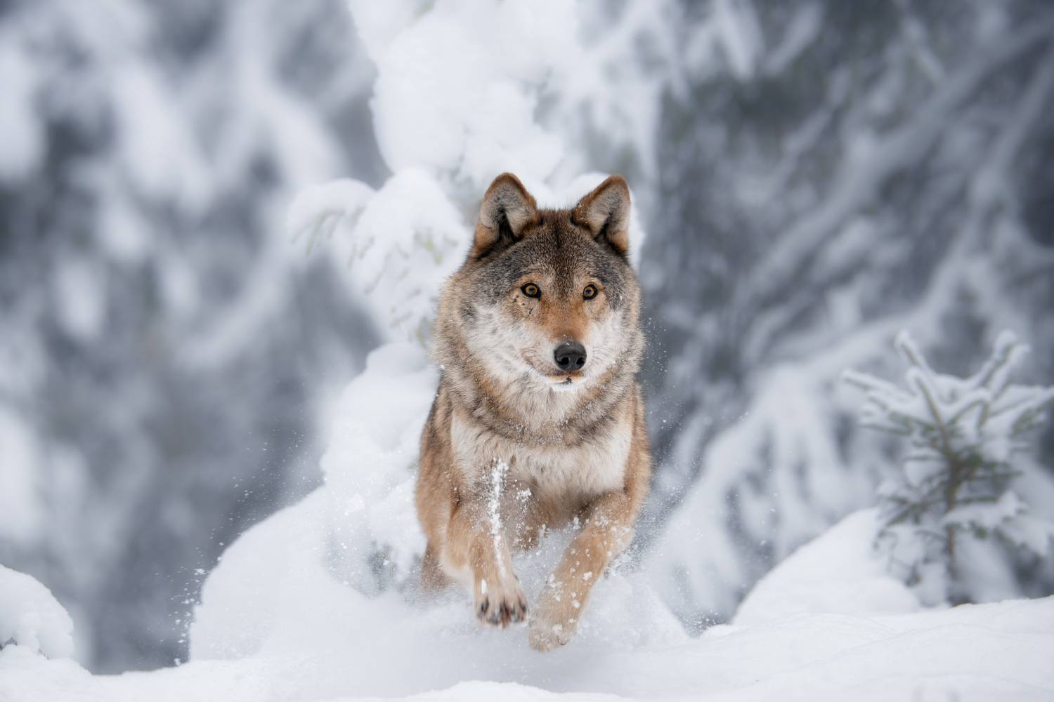 wolf, snow, running, wildlife, nature, forest, winter, action, animal, cold, волк, зима, природа, снег, красный бор, Андрей