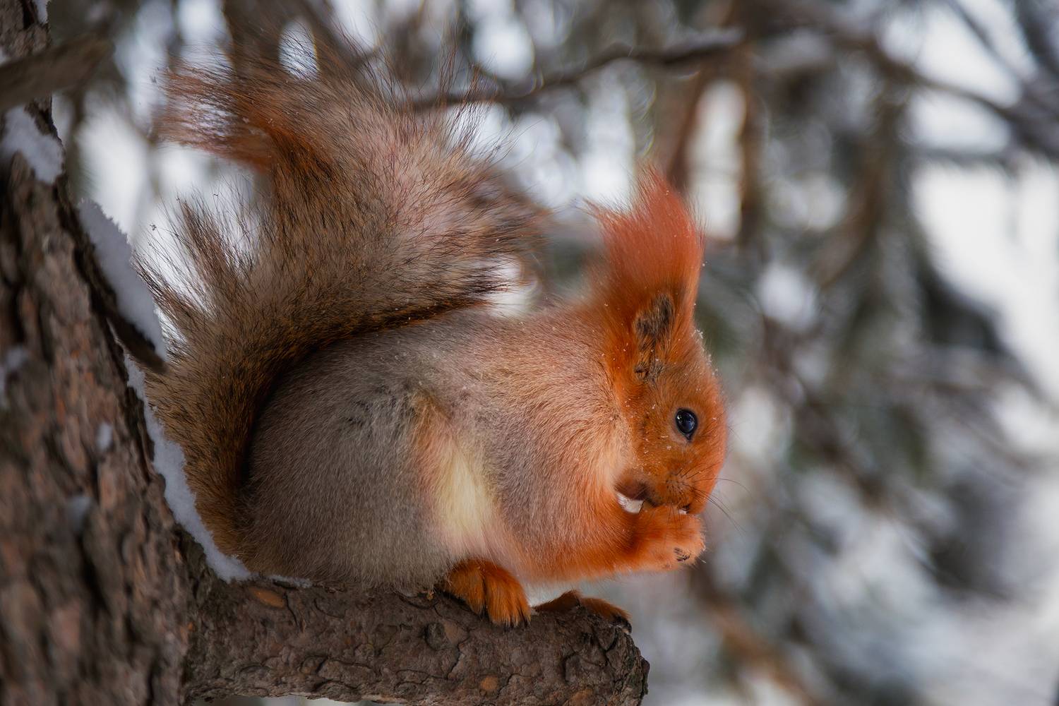 кыргызстан, ала-арча, Элина Магалимова