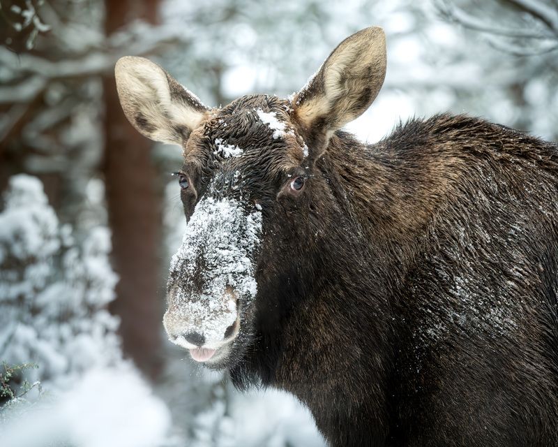 лось, зима, лес, снег, бор, фотоохота, природа, moose, wildlife, животные Дразнящийся лось фото превью