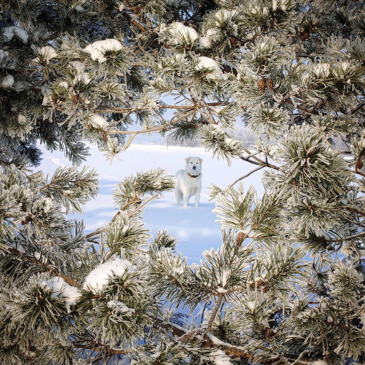 , Кондрашова Светлана