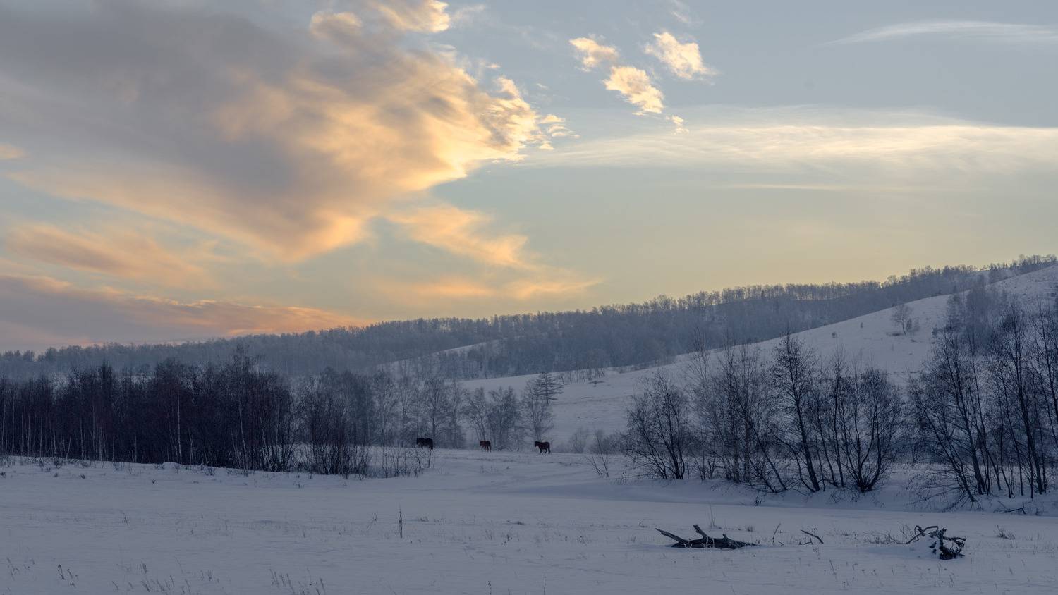 , Шустиков Дмитрий