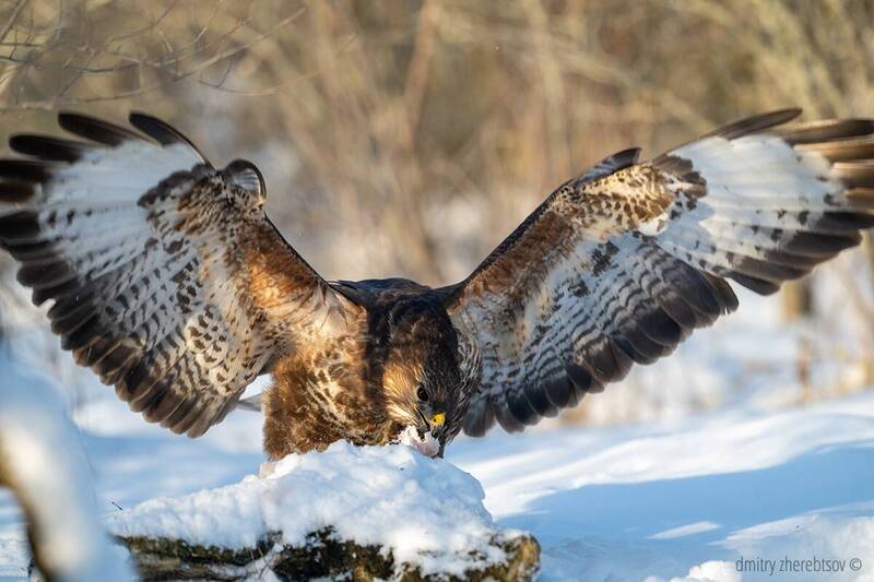 Канюк фото превью