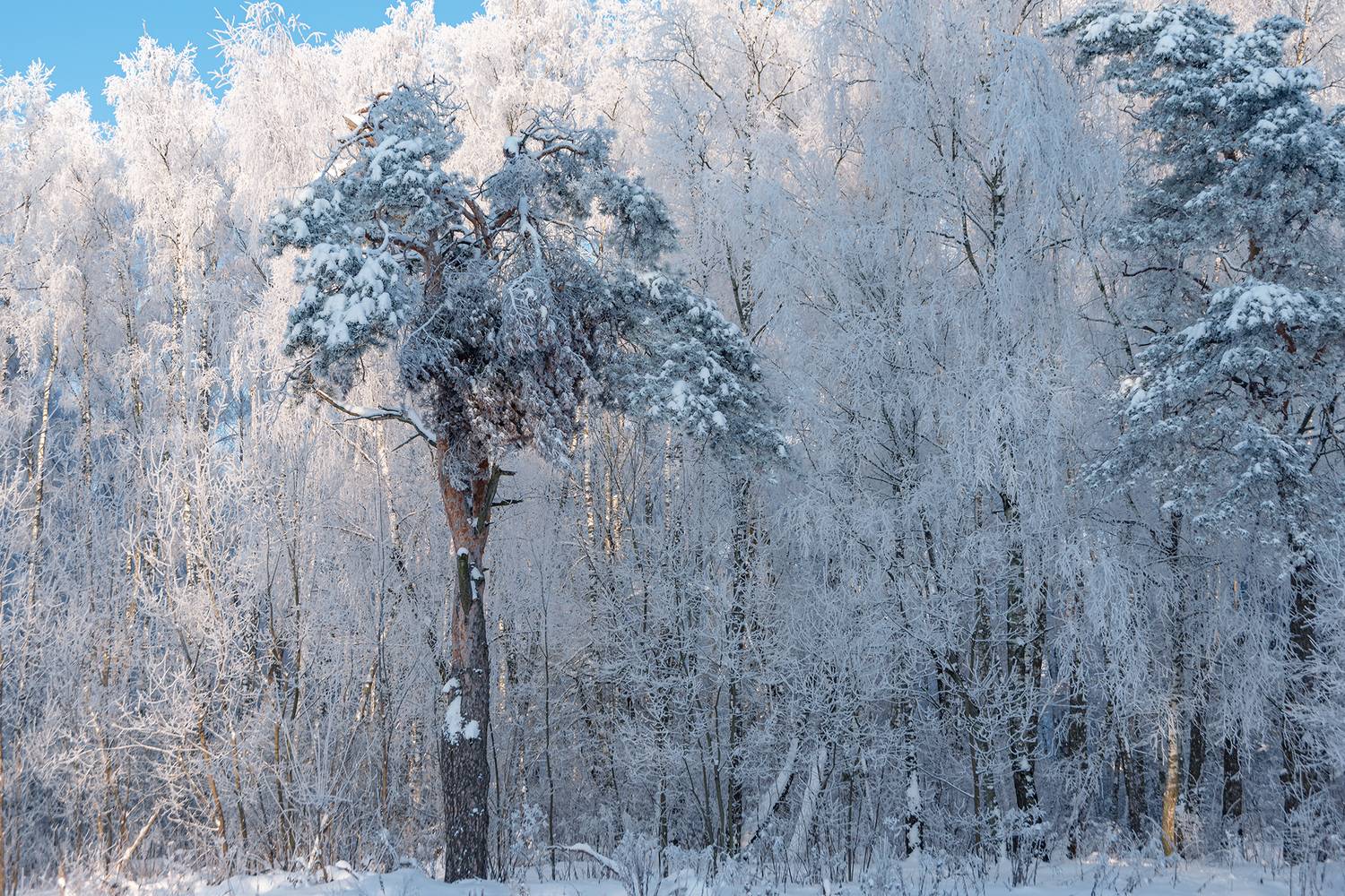 , Владимир Ноздрачев