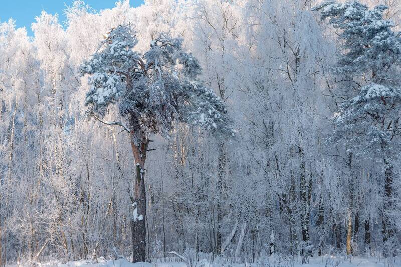 На фоне фото превью