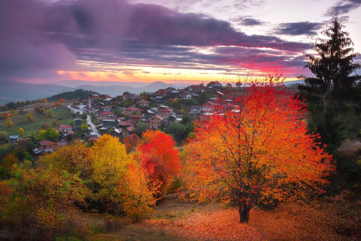 , Mariyana Atanasova - Lucero