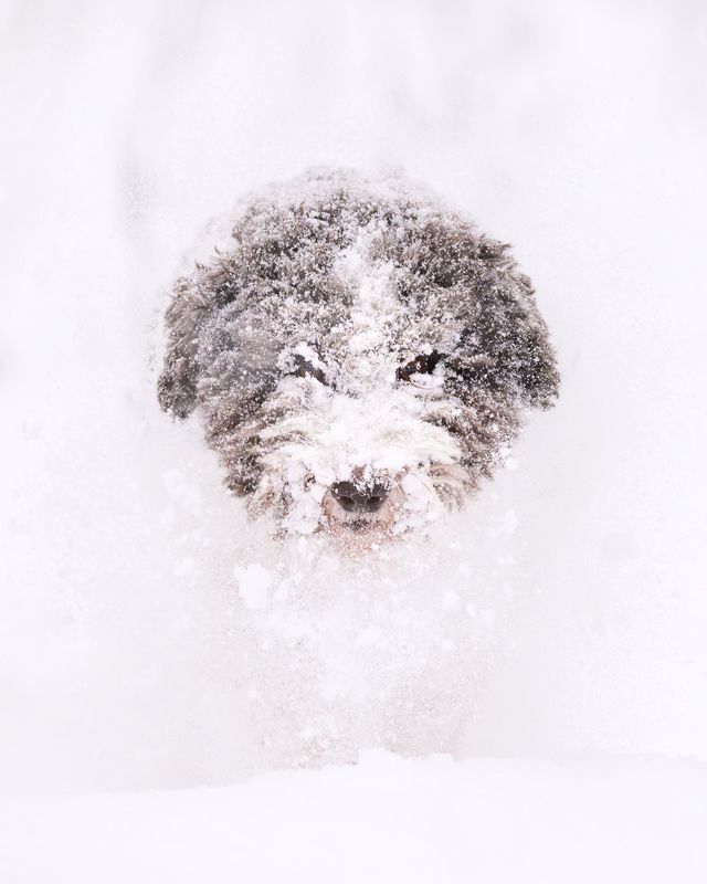 Yeti фото превью