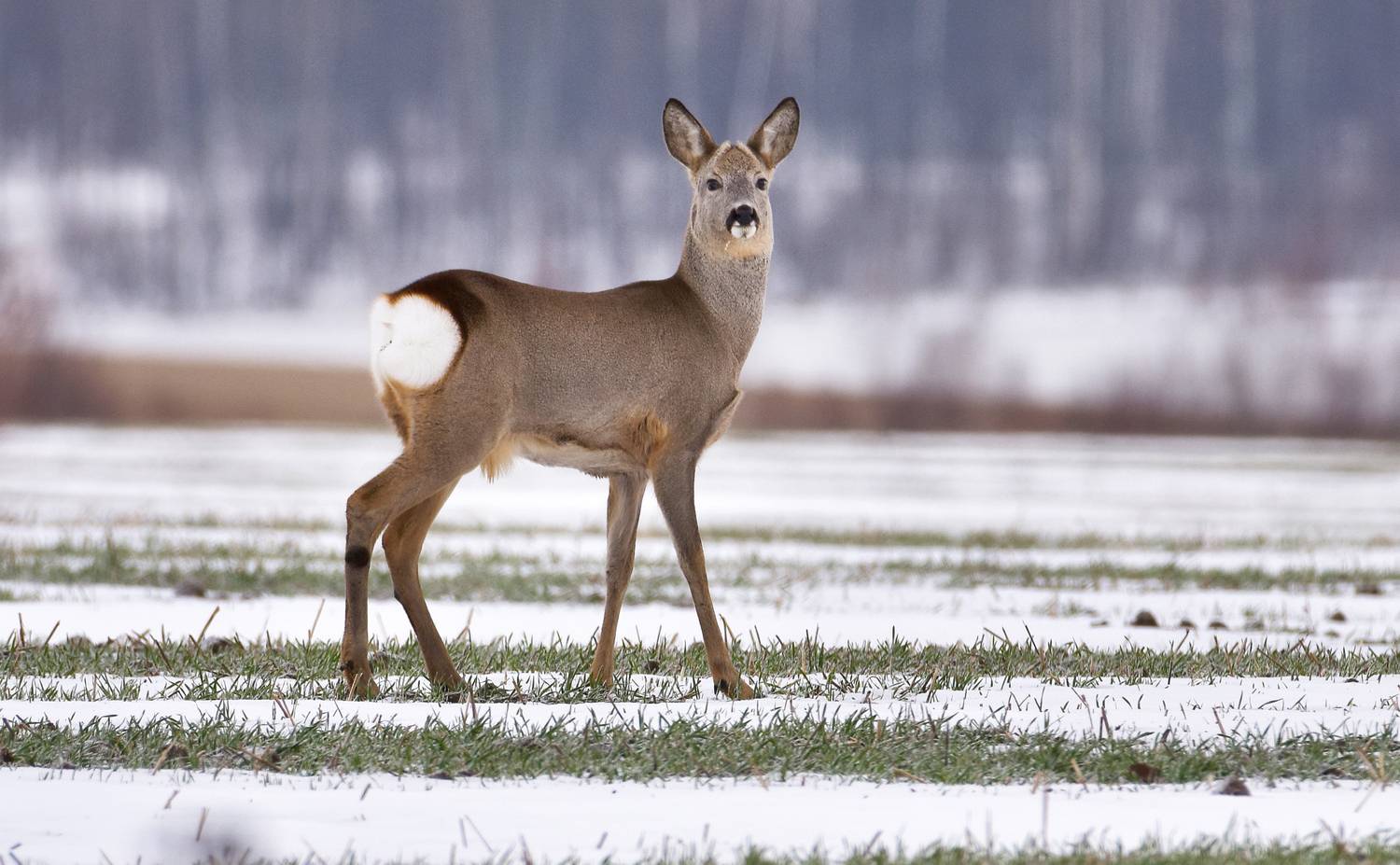 , Макеев Алексей