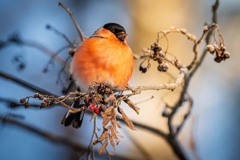 Зимняя пташка фото превью