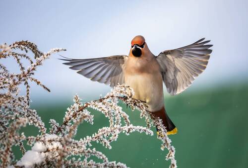 Свиристель(Bombycilla garrulus).