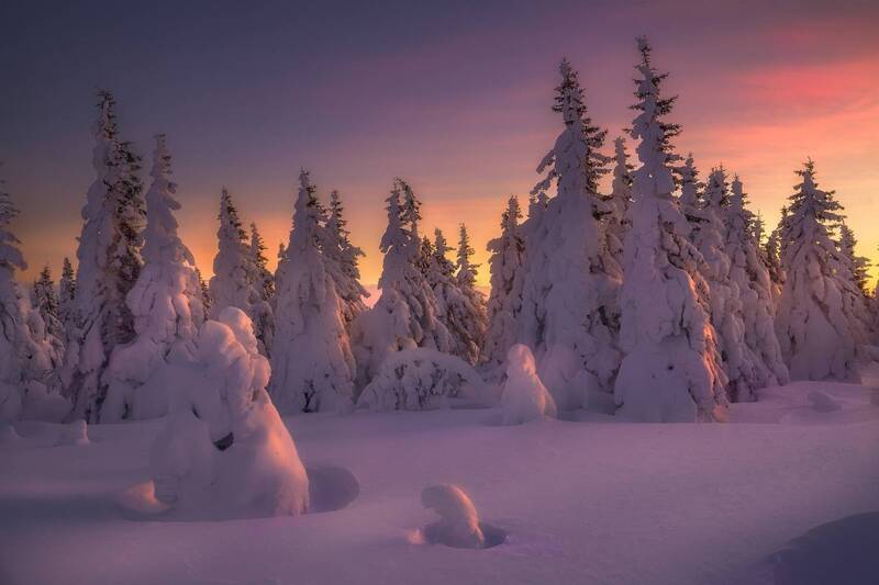 В оттенках пурпура фото превью