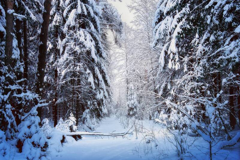 В заснеженном лесу фото превью