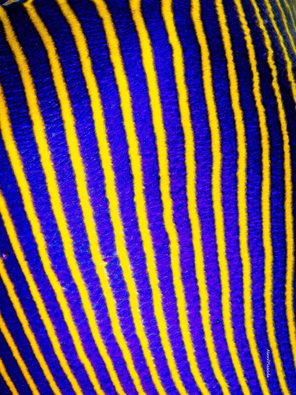 Angel\\\'s Stripes фото превью