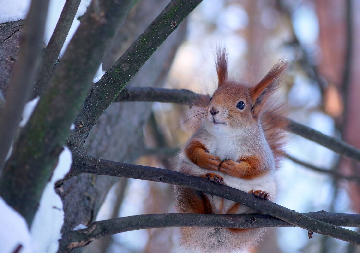 Белка, Чепленко Алексей