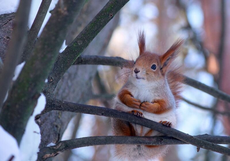 Белка Белка  фото превью