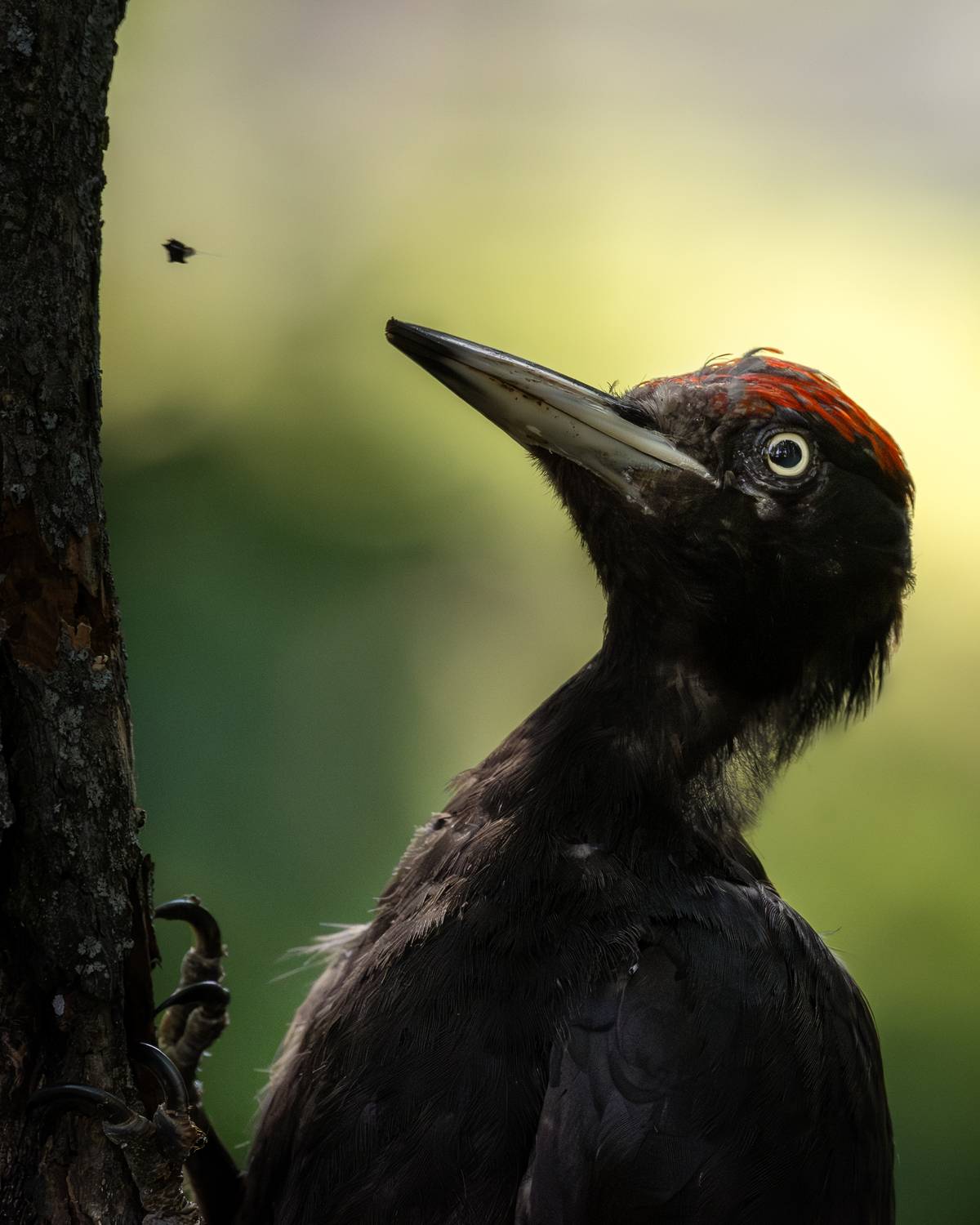 wildlife, birdwatching, nature, bird photography, птица, фотоохота, природа, желна, Полина Шальнева