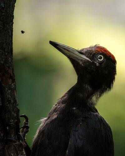 Черный дятел