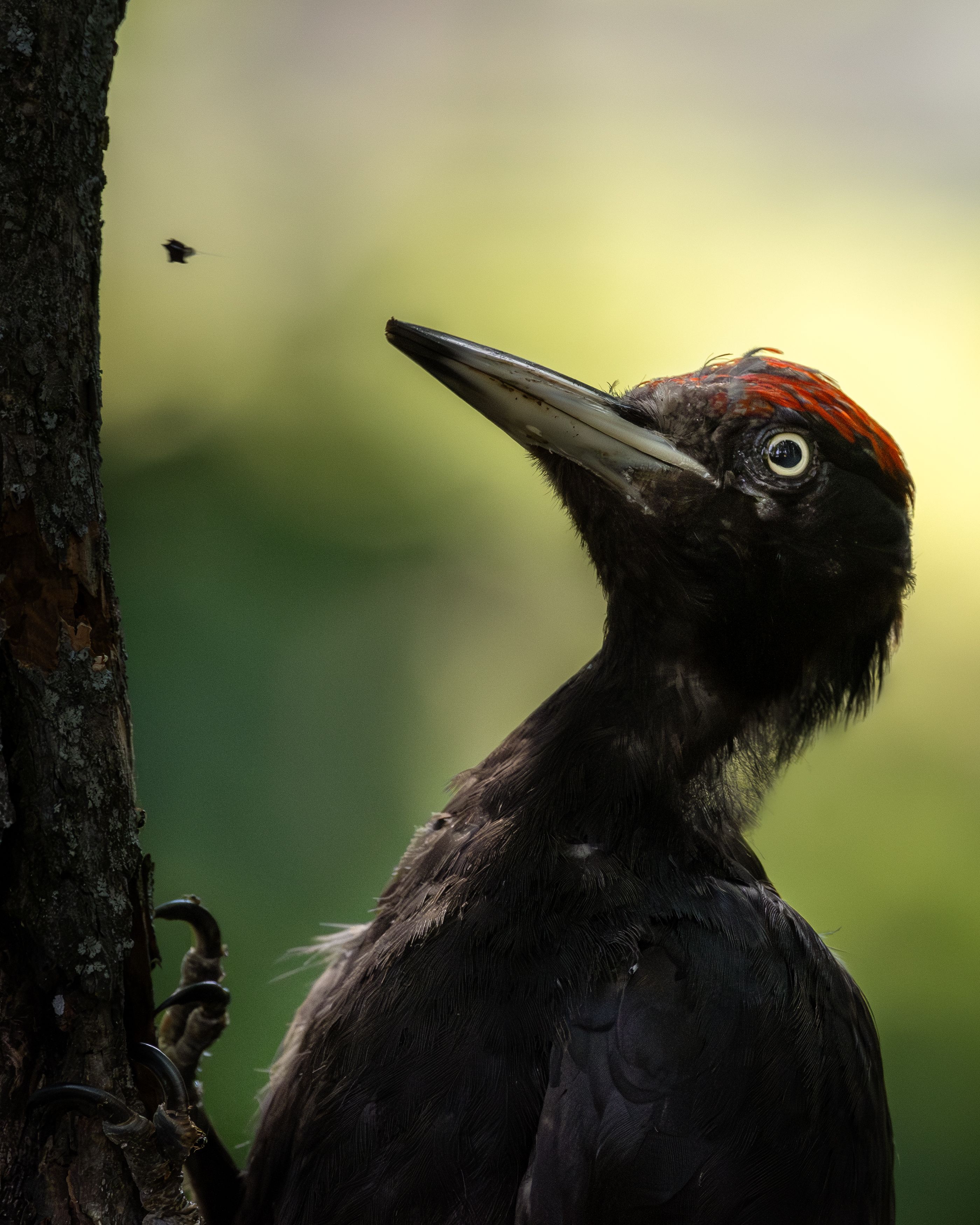 wildlife, birdwatching, nature, bird photography, птица, фотоохота, природа, желна Черный дятел фото превью