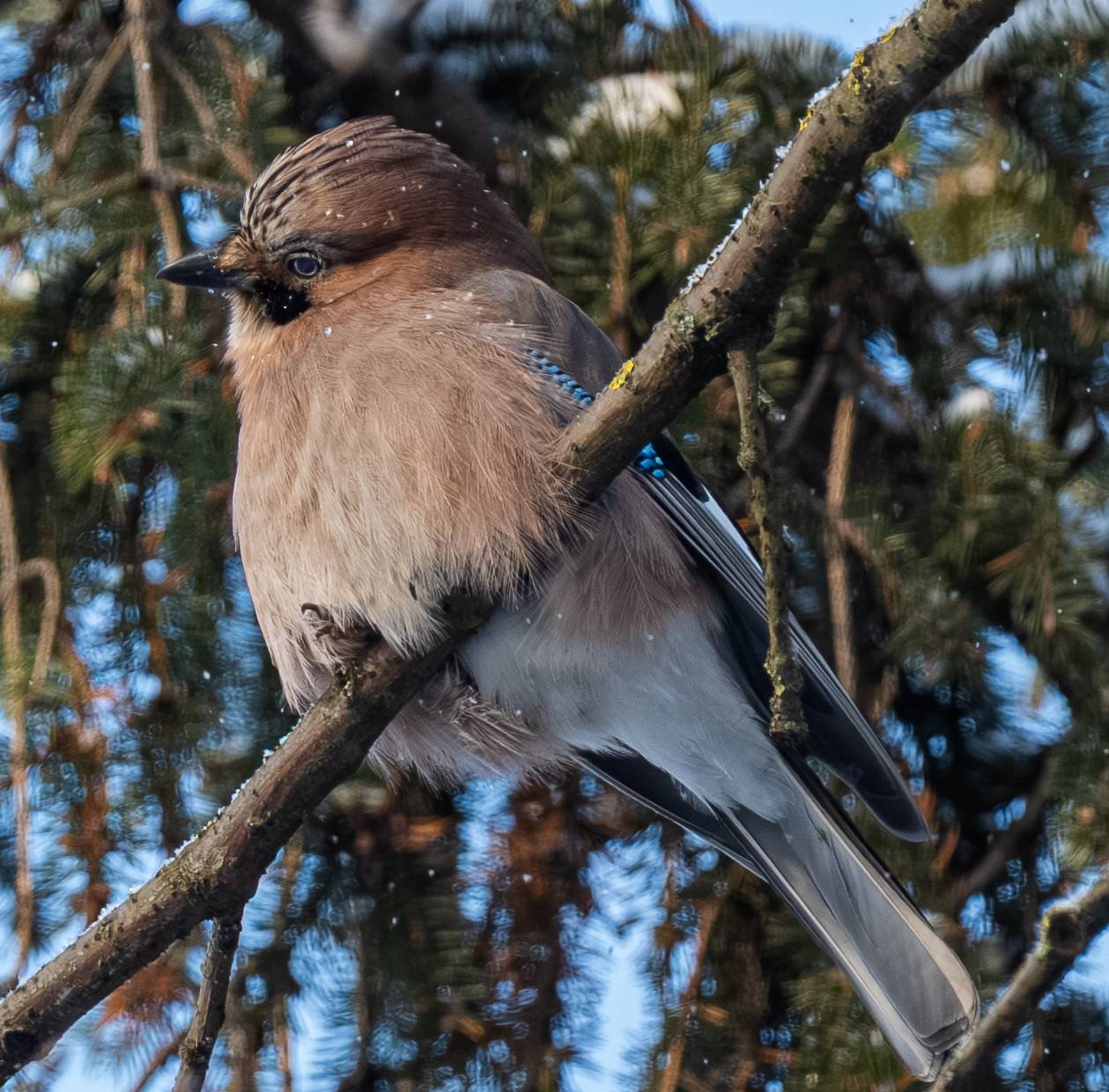 , Курлянцев Алексей