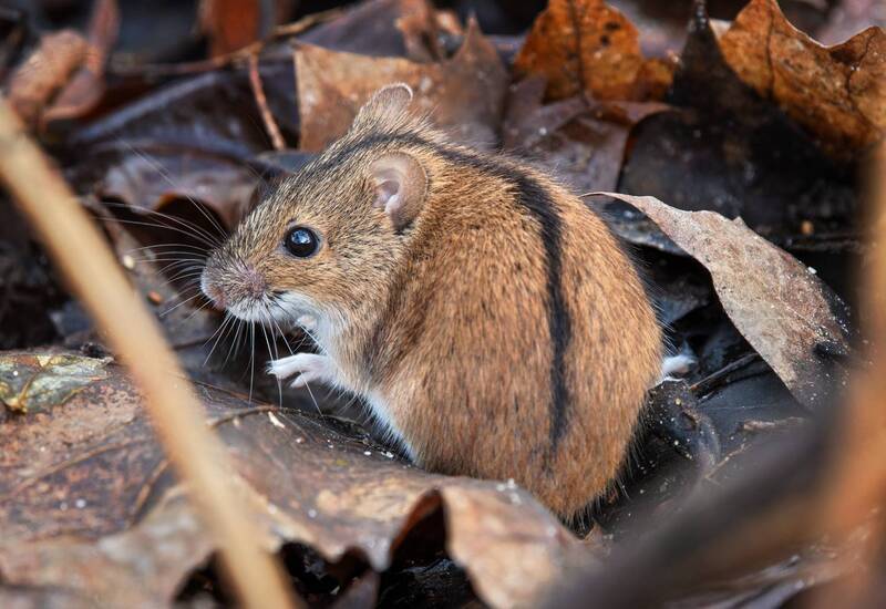 мышь Мышка фото превью