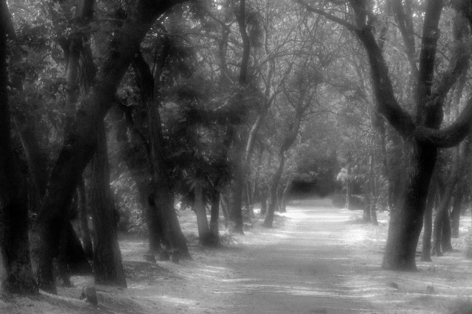 , Андрей Петросян