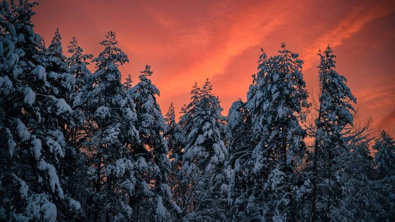 hoarfrost, ice, cold, winter, forest, branch, sunlight, sunset, evening, tree, winter, snow *** фото превью