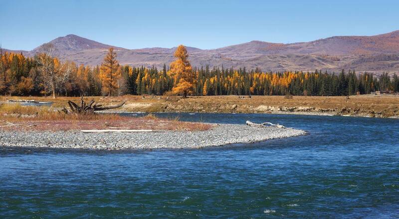 Чуя фото превью