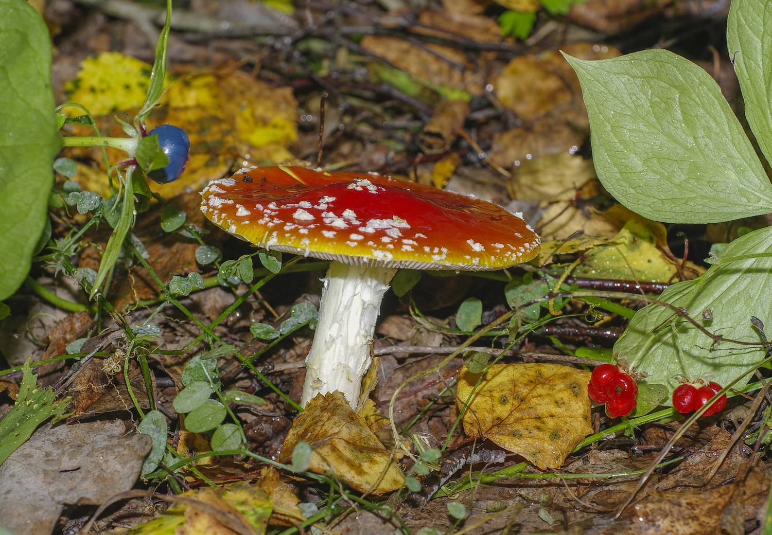 , Михаил Измайлов