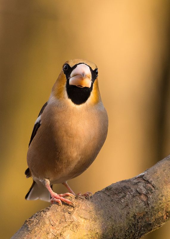 Hawfinch фото превью