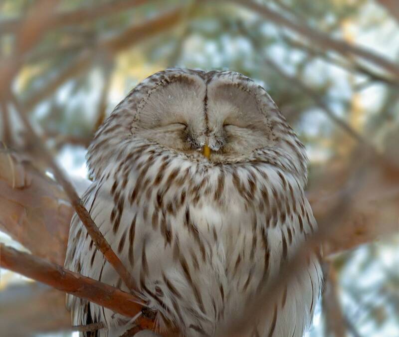 Соня (3 ФОТО) фото превью