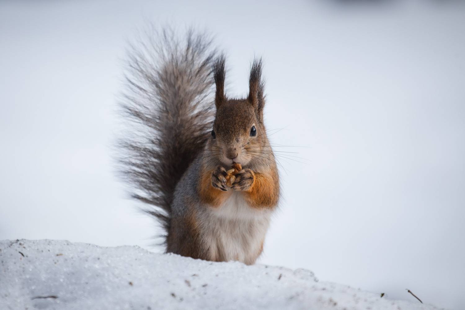 природа России, животные России, белка, Кормашова Татьяна