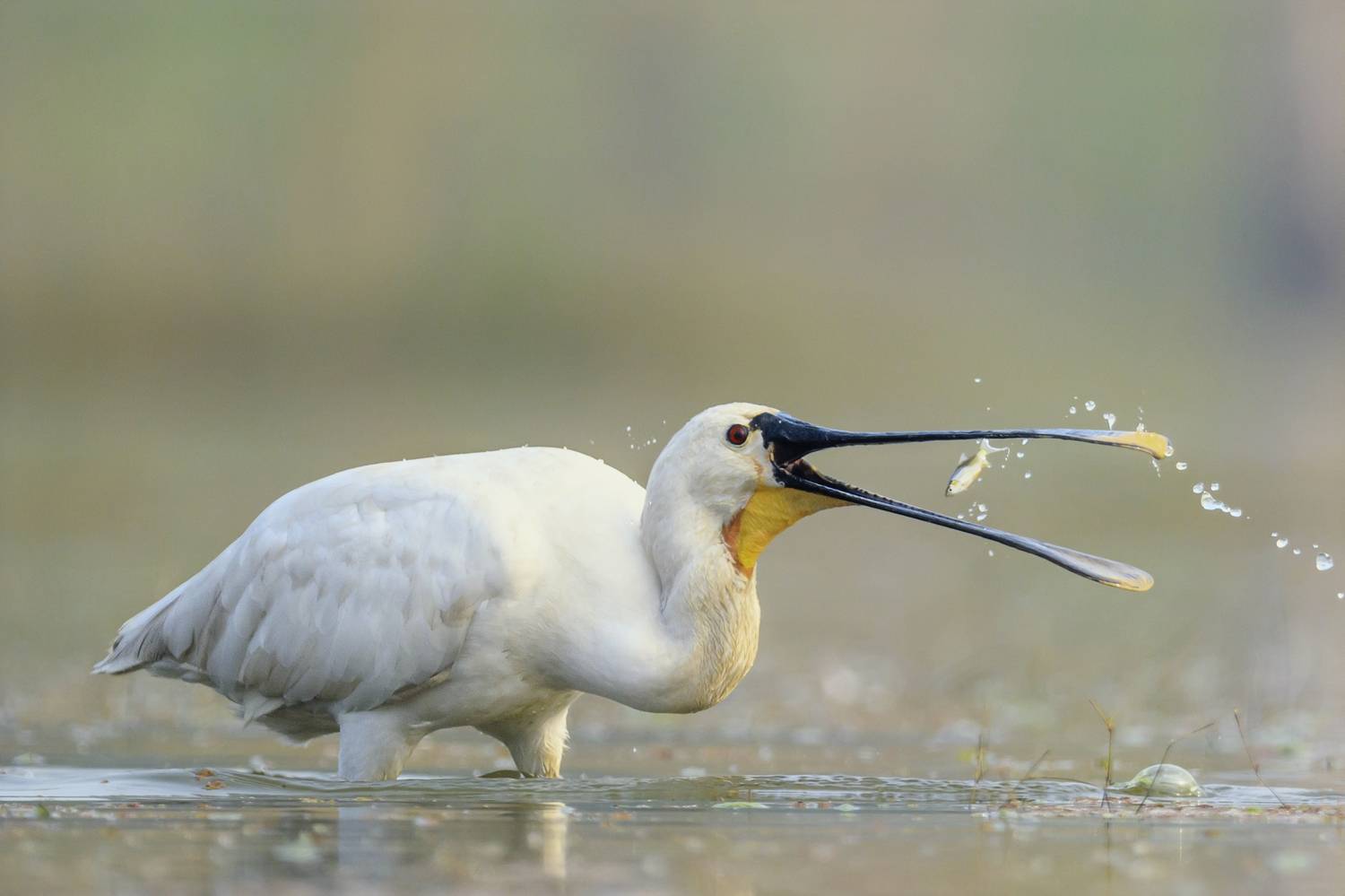 , Пупонин Сергей