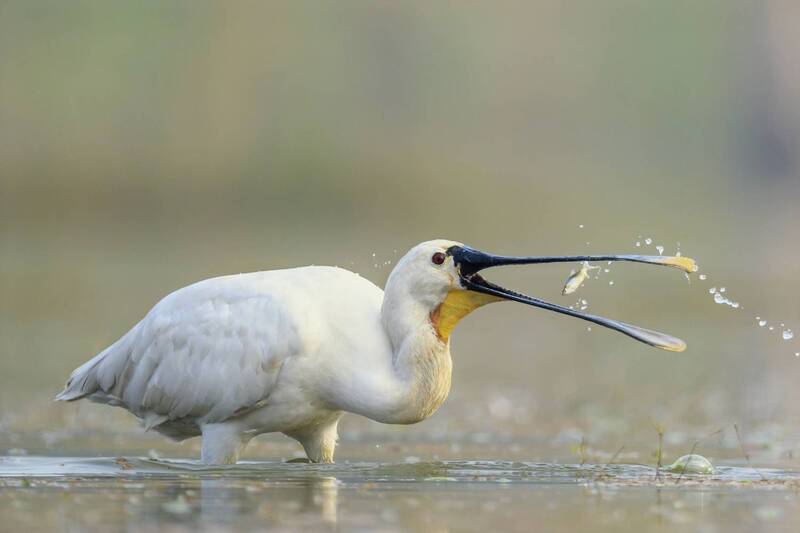 Ловись, рыбка, мала и велика! фото превью
