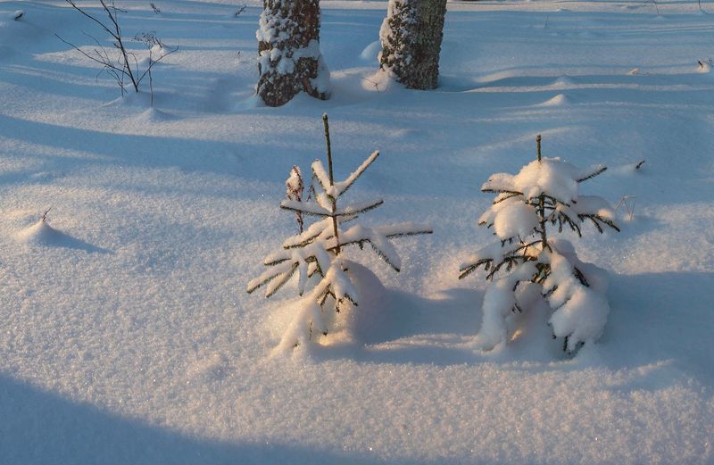 зима, лес  фото превью