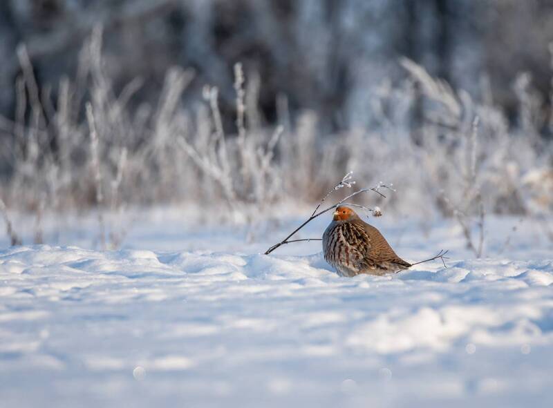 “Курочка» фото превью