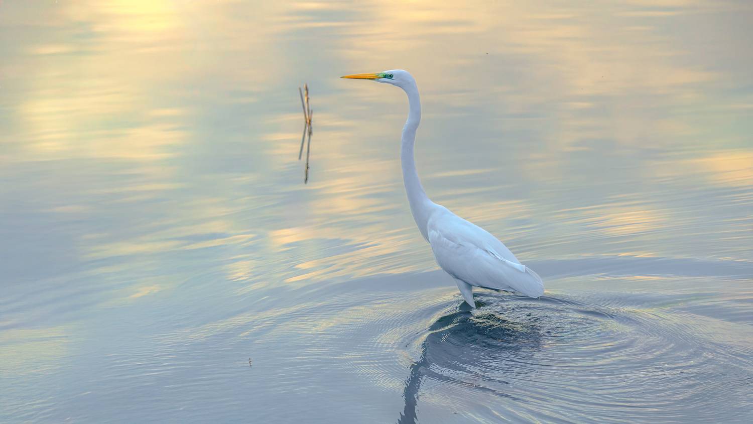 , Евгений Шварцман