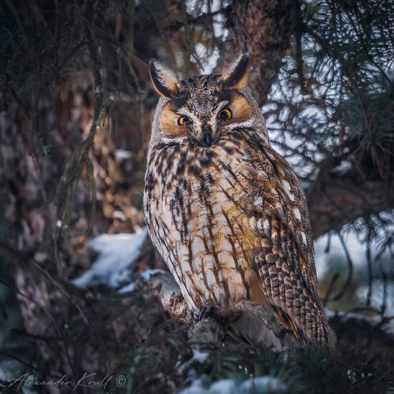 сова, ушастая сова, asio otus Под сенью хвои фото превью