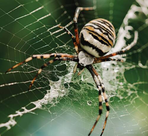 Паук Оса или Аргиопа Брюнниха (Argiope bruennichi). Невероятной красоты создание!