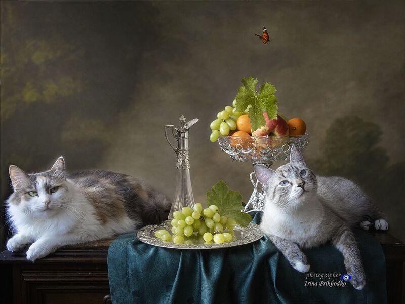 животные, питомцы, котики, кошки, котомодели, натюрморт, фрукты Котики на привале фото превью