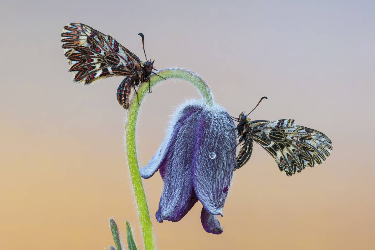 macrophotography, Camilla Zocchi