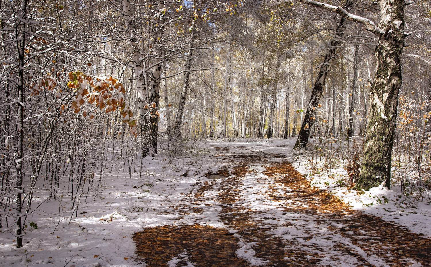 , Алексей Хахлов