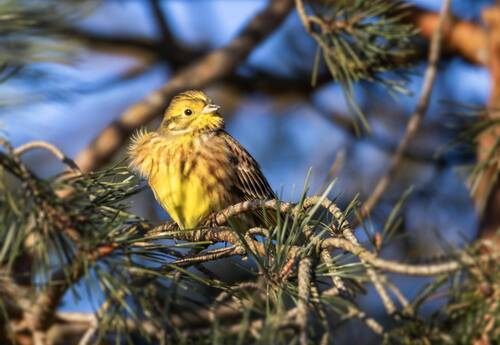 Обыкновенная овсянка( Emberiza citrinella).