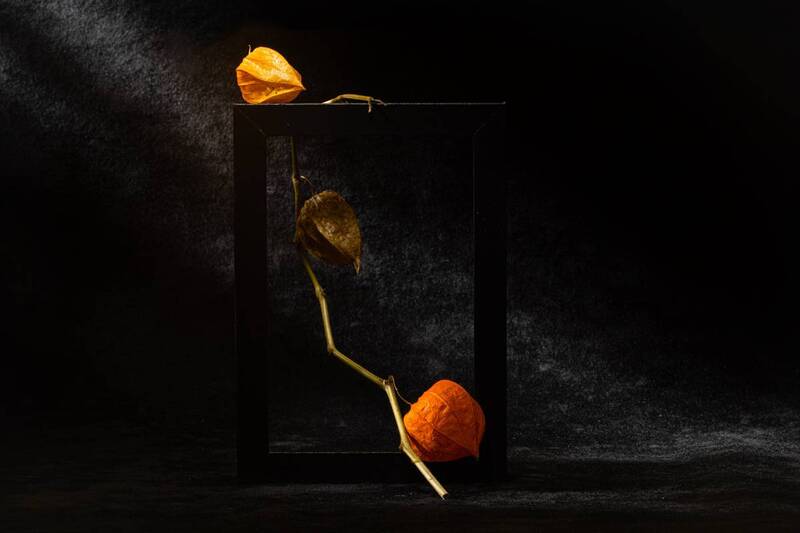 Этюд с физалисом VI фото превью