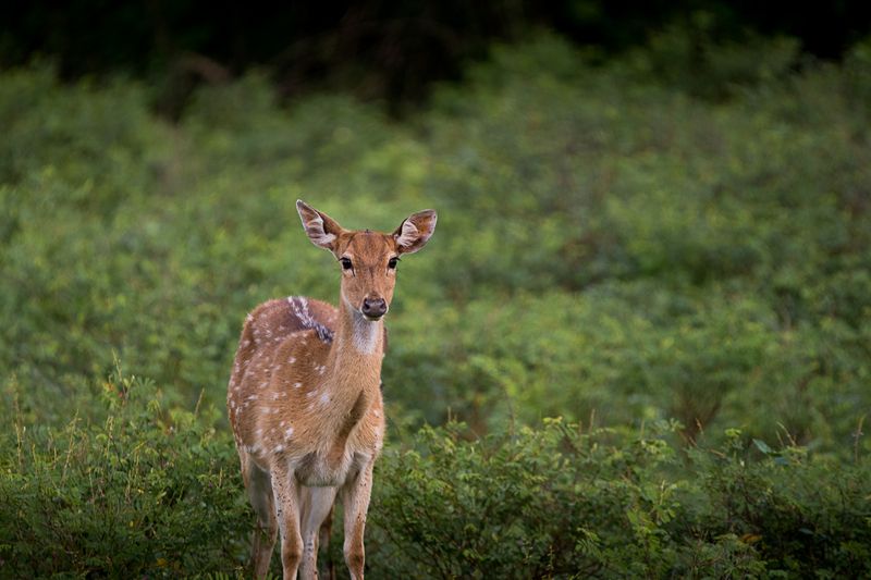 олень, аксис, цейлонский аксис, Шри-Ланка цейлонский аксис фото превью