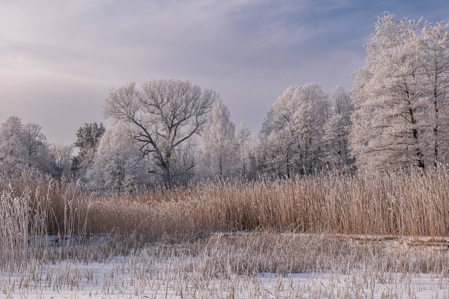 , Гордон Николай
