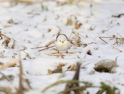 Серьёзный Ополовник