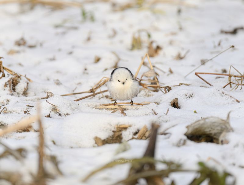 Ополовник,синица,птица Серьёзный Ополовник фото превью