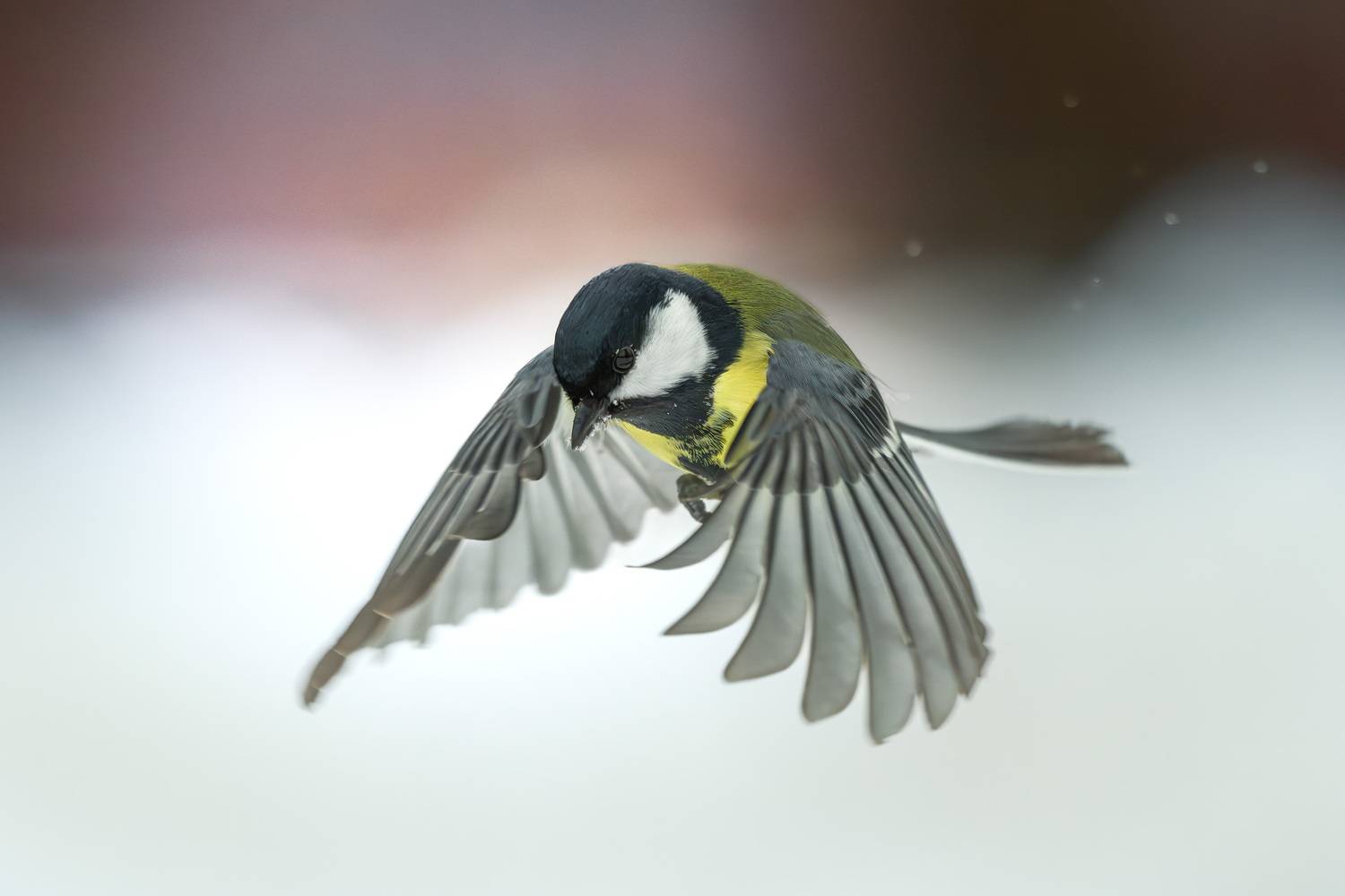 синица, птицы, фотоохота, birdwatching, birds, полет, зима, лес, большая синица, Михаил Ездаков