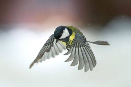 Большая синица в полёте