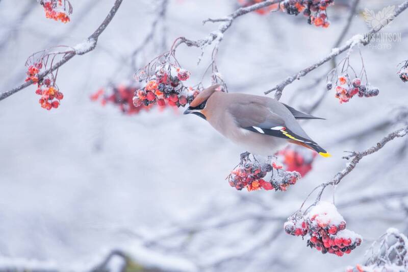 Прилетели свиристели фото превью