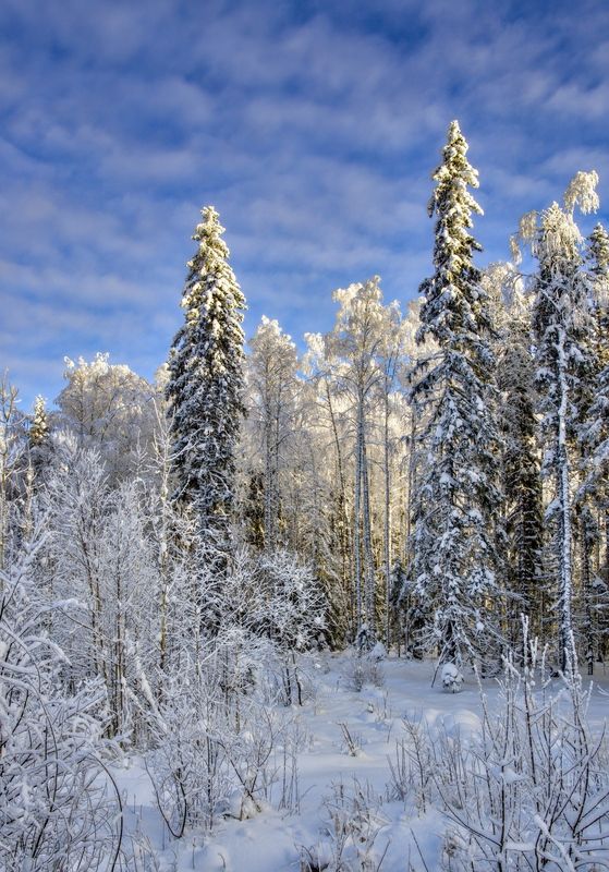 вечер снег зима мороз небо Зима фото превью